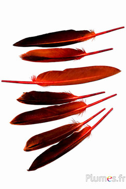 Gans - 12-18 cm - blutorange-kaffee